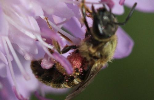 Lasioglossum sextrigatum